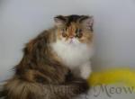 Manya - Persian Cat For Sale - Yucca Valley, CA, US