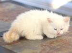 Yaroslav of Romanov Dynasty - Siberian Cat For Sale - Ashburn, VA, US