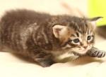 Zeus of Romanov Dynasty - Siberian Cat For Sale - Ashburn, VA, US