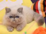 Orson - Exotic Cat For Sale - Hollywood, FL, US