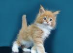 Richard - Maine Coon Cat For Sale - Hollywood, FL, US