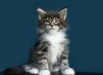 Rocky - Maine Coon Cat For Sale - Hollywood, FL, US