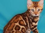 Xanna - Bengal Cat For Sale - Norwalk, CT, US