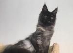 Annabel - Maine Coon Cat For Sale - Hollywood, FL, US