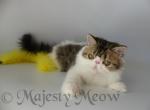 Serik - Persian Cat For Sale - Yucca Valley, CA, US