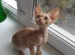 Oktavian - Devon Rex Cat For Sale - Miami, FL, US