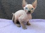 Holly - Sphynx Cat For Sale - Miami, FL, US