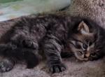 Siberian  kittens in Brooklyn - Siberian Cat For Sale - New York, NY, US