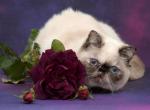 Azure - Exotic Cat For Sale - Hollywood, FL, US