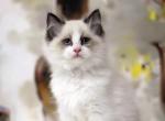 Natan - Ragdoll Cat For Sale - Norwalk, CT, US