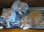 Bella & baby's available - Persian Cat For Sale - 