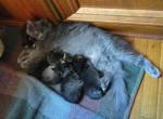Night N Gale& baby's  kittens available - Persian Cat For Sale - 