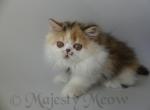 Dulchia - Persian Cat For Sale - Yucca Valley, CA, US