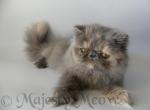 Viola - Persian Cat For Sale - Yucca Valley, CA, US