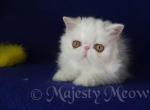 Casper - Persian Cat For Sale - Yucca Valley, CA, US