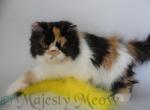 Aliya - Persian Cat For Sale - Yucca Valley, CA, US