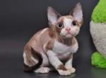 Pompeya - Devon Rex Cat For Sale - Miami, FL, US