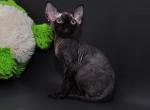 Selena - Devon Rex Cat For Sale - Miami, FL, US