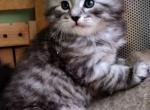 Sapphire - Siberian Cat For Sale - New York, NY, US