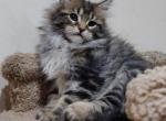 Uliana - Maine Coon Cat For Sale - Hollywood, FL, US