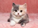 Van Qung - British Shorthair Cat For Sale - Miami, FL, US