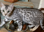 Silver female - Bengal Cat For Sale - St. Louis, MO, US