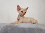 Wild Billy for Cowboy Claws - Devon Rex Cat For Sale - Dallas, TX, US