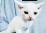 My Girl of Cowboy Claws - Devon Rex Cat For Sale - Dallas, TX, US