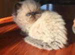Duvessa Hanna litter - Himalayan Cat For Sale - Sheridan, MI, US
