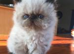 Champion sired CFA registered male seal point - Persian Cat For Sale - Sheridan, MI, US