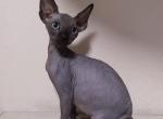 Almaz male Sphinx kitten - Sphynx Cat For Sale - Hollywood, FL, US