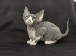 Monique - Devon Rex Cat For Sale - Miami, FL, US