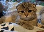 Kittens - Scottish Fold Cat For Sale - Philadelphia, PA, US