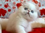 Shifon - Persian Cat For Sale - Norwalk, CT, US