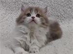 Ostin - Scottish Straight Cat For Sale - Hollywood, FL, US