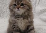 Oscar - Scottish Fold Cat For Sale - Hollywood, FL, US