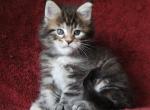 Elsa - Maine Coon Cat For Sale - Hollywood, FL, US