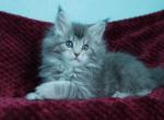 Emma - Maine Coon Cat For Sale - Hollywood, FL, US