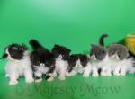 Happy Seven - Persian Cat For Sale - Yucca Valley, CA, US