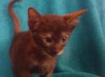 Chocolate tortie oriental shorthair kitten - Oriental Cat For Sale - Buffalo, NY, US