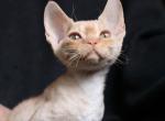 Fendy - Devon Rex Cat For Sale - Miami, FL, US