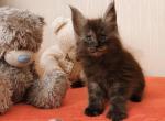 Sam - Maine Coon Cat For Sale - Hollywood, FL, US