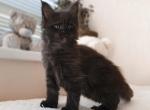 Sting - Maine Coon Cat For Sale - Hollywood, FL, US