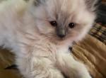 Lilac Himalayan Male Perfect Holiday Gift - Himalayan Cat For Sale - Biglerville, PA, US