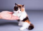 Balenciaga - Munchkin Cat For Sale - Norwalk, CT, US