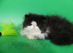 Diora - Persian Cat For Sale - Yucca Valley, CA, US