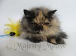 Bella - Persian Cat For Sale - Yucca Valley, CA, US