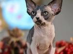 Bali - Sphynx Cat For Sale - Norwalk, CT, US