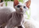 Miracle - Devon Rex Cat For Sale - Miami, FL, US