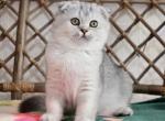 Rihanna - Scottish Fold Cat For Sale - Hollywood, FL, US